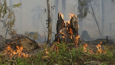 Waldbrandbekämpfung